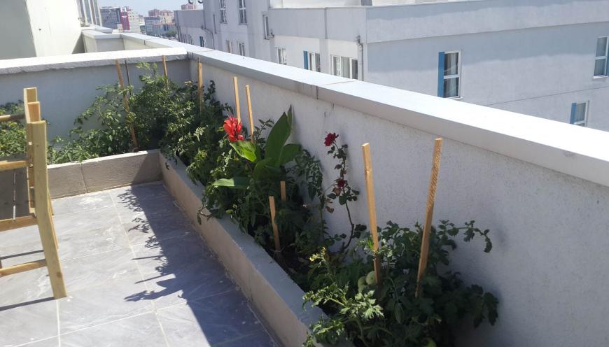 Teraslı Single 1+1